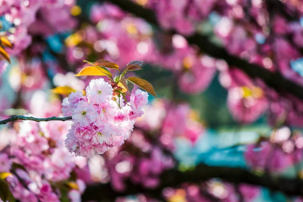 Fleurs de sakura fleuries roses — Photo