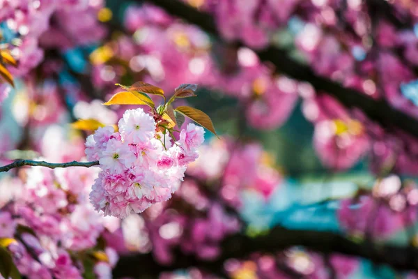 Květy růžové kvetl sakura — Stock fotografie