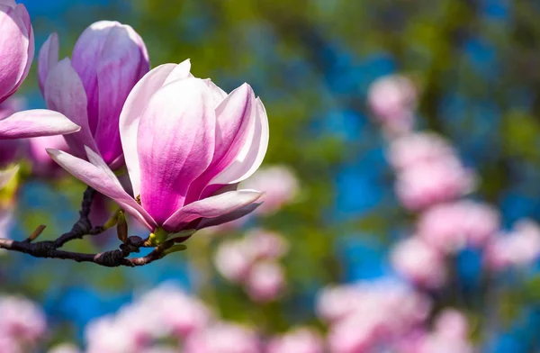Magnolia blomst blomstre i foråret - Stock-foto