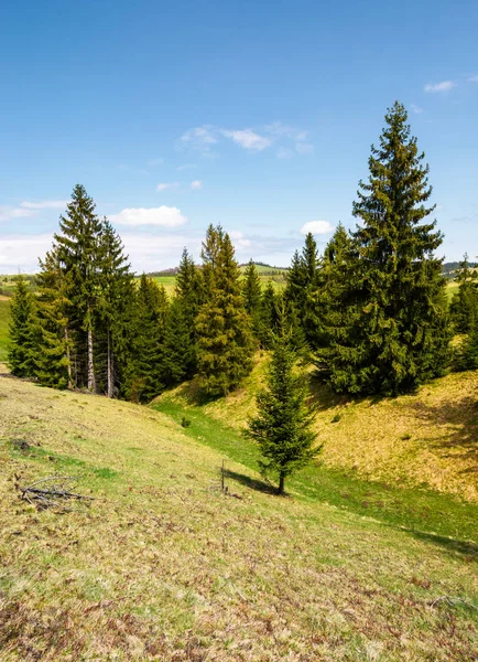 Smrkovým porostem na travnatých kopcích — Stock fotografie