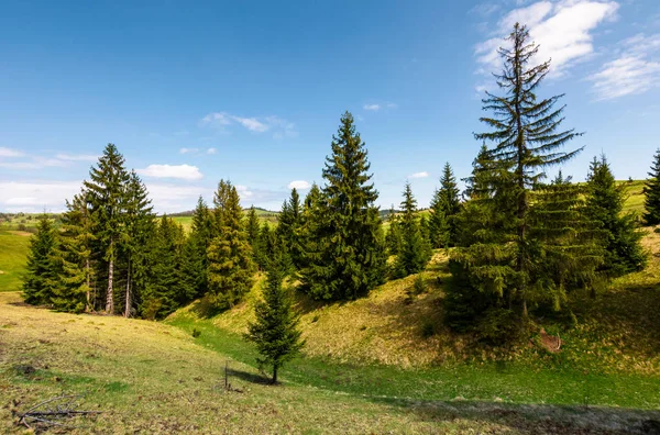 Fichtenwald auf grasbewachsenen Hügeln — Stockfoto