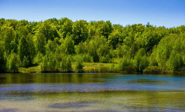 Bosque en la orilla del lago —  Fotos de Stock