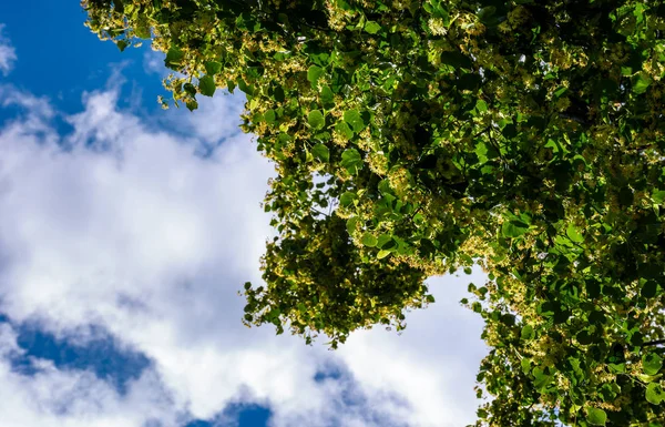 Mavi gökyüzüne karşı ıhlamur ağacının dalını — Stok fotoğraf