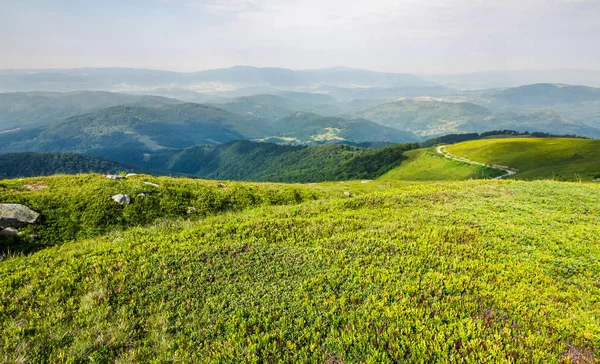 dağ çayır çimen halı