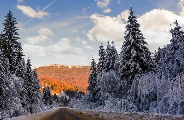 Kış Ladin ormandaki yol — Stok fotoğraf