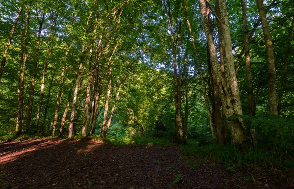 朝の夏の森 — ストック写真