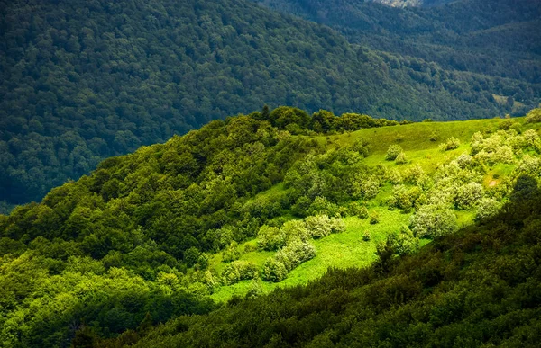 Laderas cubiertas de hierba de las montañas Cárpatos — Foto de Stock