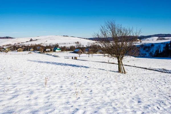 Albero su campi rurali innevati — Foto Stock