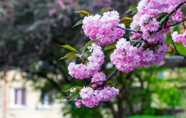 Růžové květy na větvích sakura — Stock fotografie