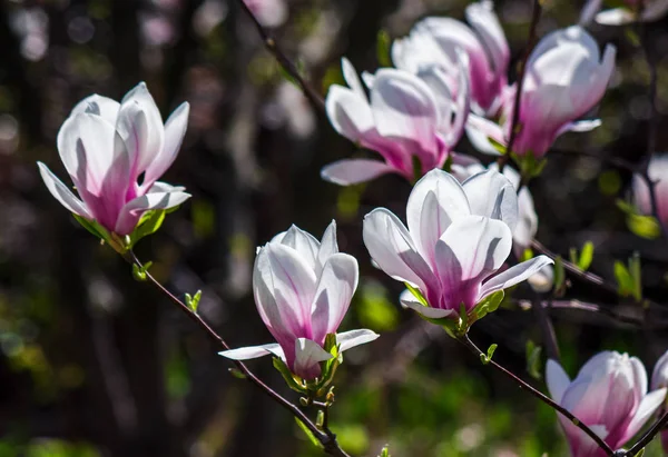 Magnolia flowers on a blurry background — Stock Photo, Image