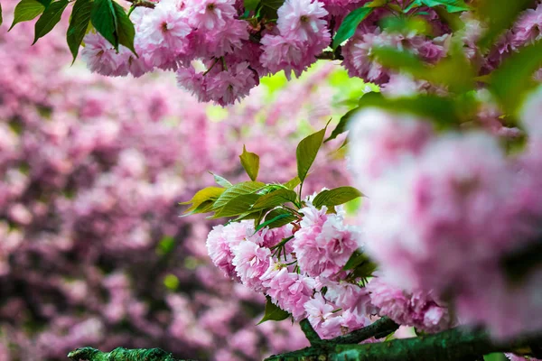 Sakura άνθος λουλούδι άνοιξη — Φωτογραφία Αρχείου