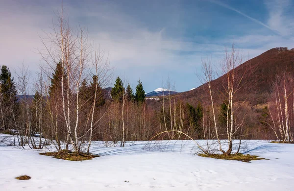 雪が多い斜面に白樺の木がある美しい風景 — ストック写真