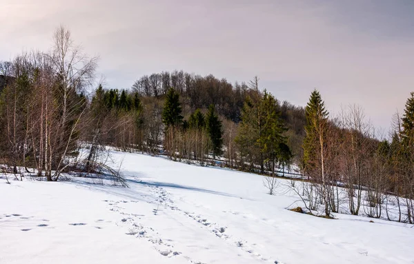 karlı yamaç karışık orman