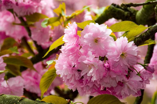 Pink blossomed sakura flowers with blur — Stock Photo, Image