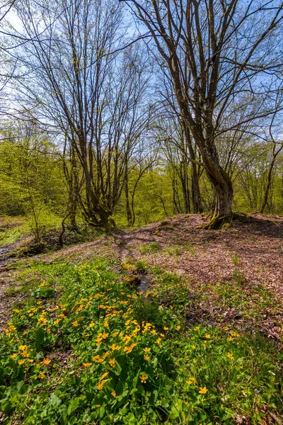 Wald im Frühling an einem sonnigen Tag — Stockfoto