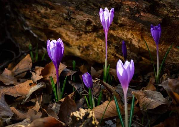 ormandaki güdük altında mor safran çiçeği
