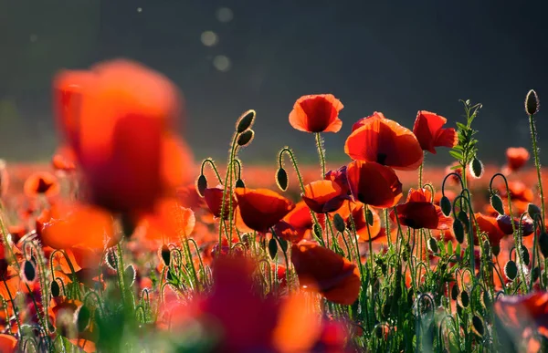 Pole máku květy při západu slunce — Stock fotografie