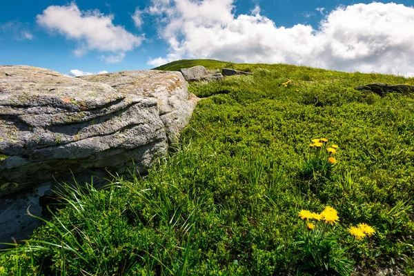 Stenar och maskrosor på gräsbevuxen kulle — Stockfoto