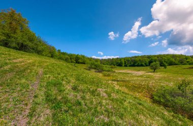orman arasında tepede çimenli glade
