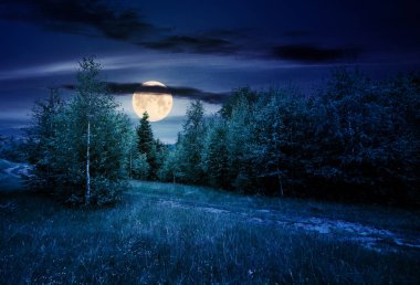 gece ormanlık otsu çayır yol