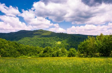 çimenli alan dağ yabani otlar ile