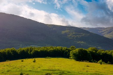 bulutlu bir günde yamaca otsu çayır