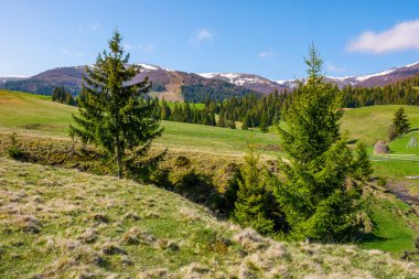 çayır dağlarda Ladin ağaçlarının