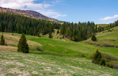 Dağın eteklerinde, otsu çayır