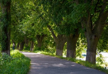 Ağaçların altında yolu