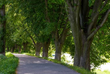 Ağaçların altında yolu
