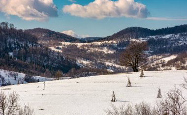 karlı yamaca yalnız ağaç