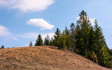 yamaç kenarındaki çam ormanı