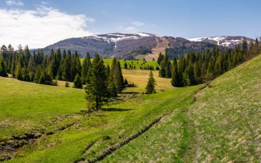 iğne yapraklı orman ile dağlık manzara