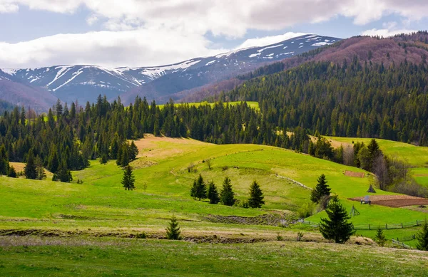 Granar på gräsklädda sluttningar i bergiga området — Stockfoto