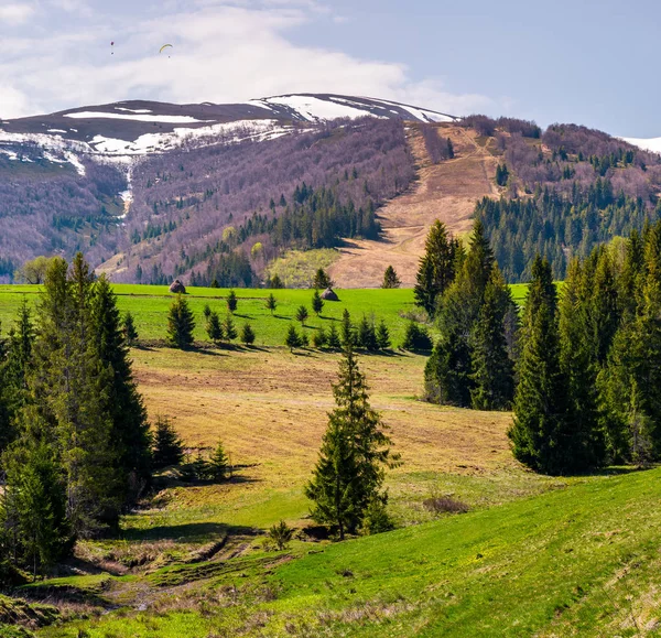 Fichten an Grashängen in bergigem Gebiet — Stockfoto