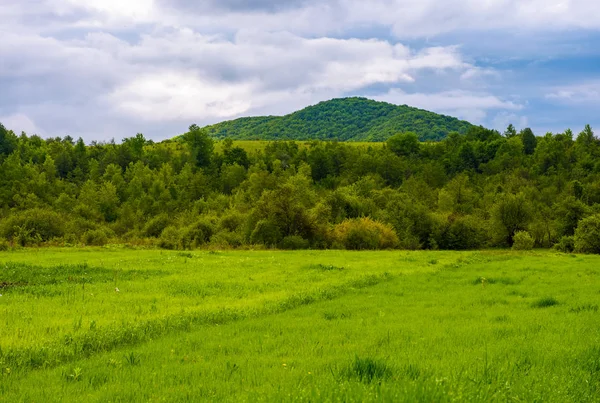 Gräsbevuxna fält nära skogen i bergen — Stockfoto
