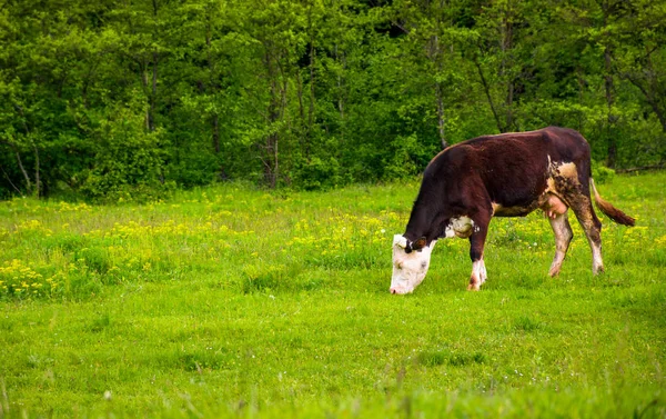 Vaca marrom em um campo gramado perto da floresta — Fotografia de Stock