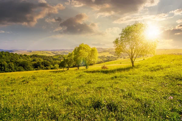 Rij van bomen op de met gras begroeide helling bij zonsondergang — Stockfoto