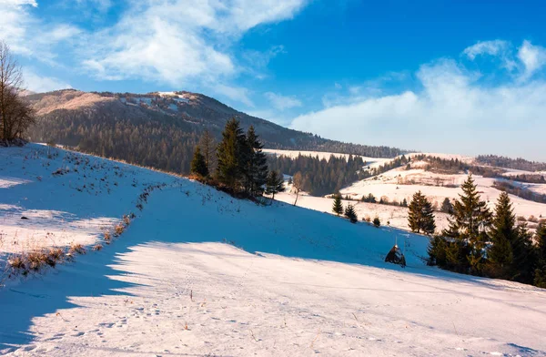 Abetos en el soleado día de invierno — Foto de Stock