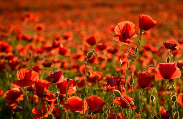 Poppy field in summer evening — Stock Photo, Image