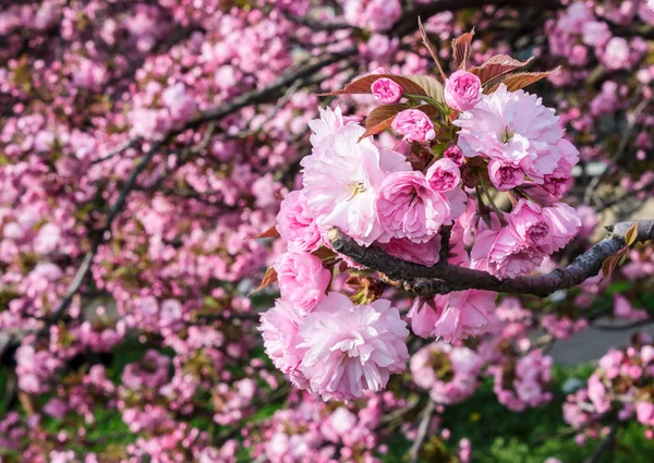 봄 날에 벚꽃의 꽃 — 스톡 사진
