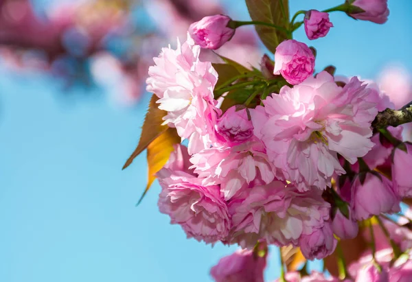 Blossom of cherry tree in springtime — Stock Photo, Image