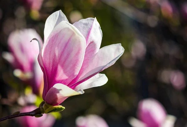 Manolya ağacı bahar çiçeği — Stok fotoğraf
