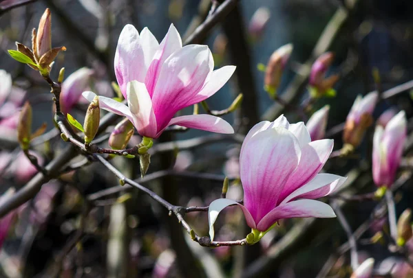 Blüte der Magnolie im Frühling — Stockfoto