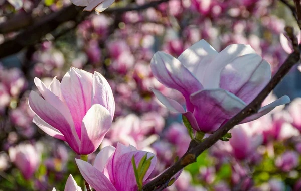 Blossom of magnolia tree in springtime — Stock Photo, Image