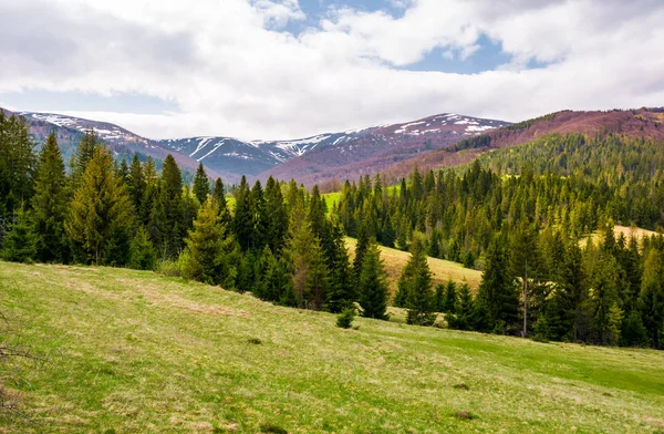 Fichtenwald auf sanften Hügeln im Frühling — Stockfoto