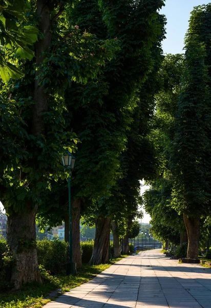 Beautiful chestnut alley in summer — Stock Photo, Image