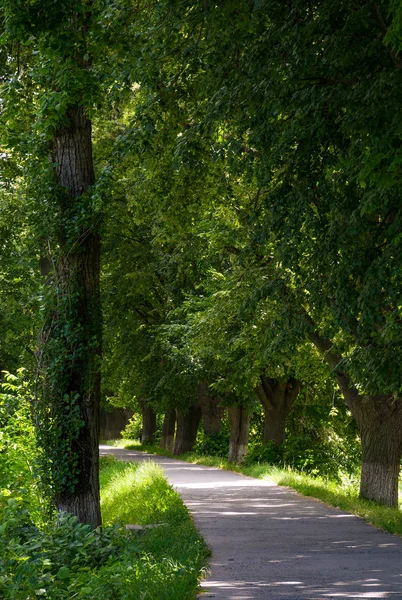 Cesta pod stromy — Stock fotografie