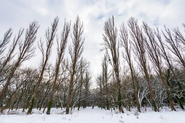 Procházky v zimním parku — Stock fotografie