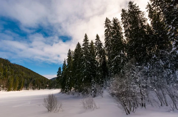 Panorama de floresta conífera no inverno — Fotografia de Stock